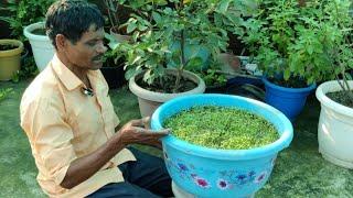 How to fast grow Coriander at home