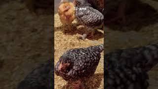 #цыплятам 32-дня#chicken#garden#дача