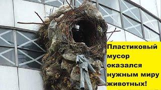 Пластиковый мусор оказался нужным миру животных!