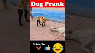 Prank Dog  | Dog Wear Tiger Mask Fake Tiger So Funny Dogs Prank Try To Stop Laugh 2024 