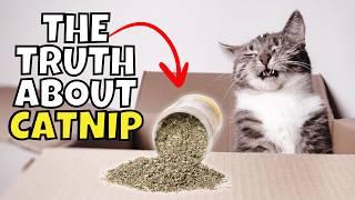 The Shocking Truth About Catnip (What Catnip Does to Cats) 