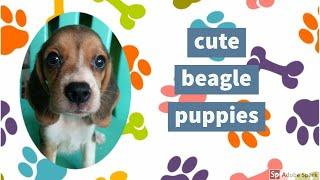 Cute Beagle Puppies photos | puppy beagle