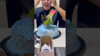 Parrot Hops Onto Cake During Celebrations #Parrot #Funny #Bird