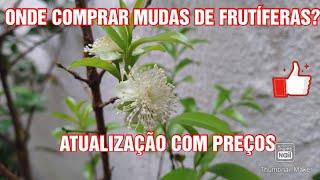 Onde comprar mudas de arvores frutíferas com preço