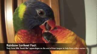 Pepe the Sun Conure & Iris the Rainbow Lorikeet Preening