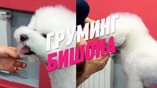 ГРУМИНГ БИШОНА / СТРИЖКА БИШОНА ФРИЗЕ / GROOM SCHOOL