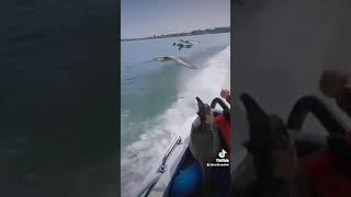 Вожак стаи птиц залез в лодку