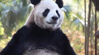 Top 10 Animals That Cannot Be Tamed