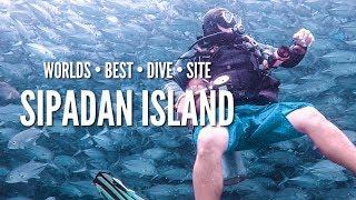 180 | BEST DIVE SITE IN THE WORLD - SIPADAN ISLAND!!!! (Malaysia Travel VLOG)