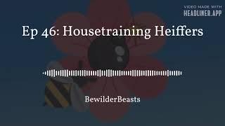 Ep 46:  House Training Heifers