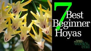 7 BEST BEGINNER HOYAS | Best Hoyas for Beginners in 2025 - Hoya lacunosa, Hoya multiflora, and more