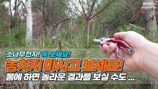 소나무전지! 꼭 보세요! 놓치지 마시고 보세요.. 봄에 하면 놀라운 결과를 보실 수도 transforming a pine tree