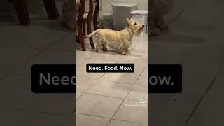 Scottish Terrier needs food whenever someone’s in the kitchen