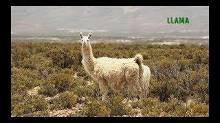 GANADERÍA DE LLAMAS Y ALPACAS EN EL ALTIPLANO DE PARINACOTA