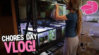 Simply Betta's Chore Mountain Vlog! Water changes, White Worms, and More