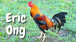 Eric Ong | Beautiful Rooster from Ilocos | WGE 2020