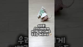 16살치매노견 디테에게 좋은 바닥이 되어줄 제품, 추천해주세요.”