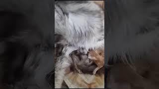 Newborn kittens Maine Coon and their mother