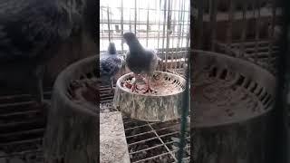 Maxi racer pigeon in bangladesh | #Shorts