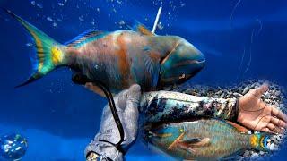 Biggest Goldtail Parrotfish I Have Speared | Spearfishing Adventure