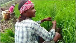 my first blog viral kaise kare Ashish village vlog. 6 મદોરી ચાવલકી 