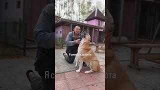Друзья, в нашем приюте живет красивая девочка по кличке Яра, ей два года!