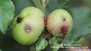 Controlling Codling Moths in Organic Apple Production