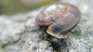 Tiny mite hitching a ride on a snail