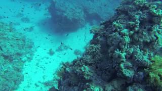 Scuba Diving in Ras Mohamed National Park