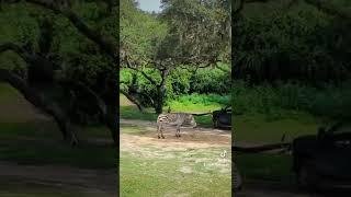 animal kingdom: kilimanjaro safari