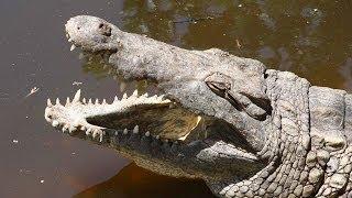 Journey to Uganda and Kenya. Part 2: Mombasa - Crocodiles & Hippos