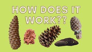 Learn How Pine Trees Reproduce | Gymnosperm Life Cycle