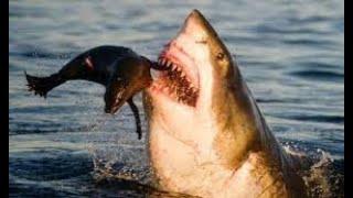 Jurassic World-Global4 Entertainment -Shark Show Hollywood movies Full Movies Action English Movie