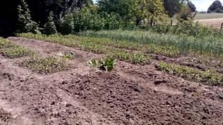 Градинката на Стоян Витанов в село Ветринци - 21.06.2017 г.