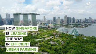 How Singapore is leading the way in efficient urban farming.