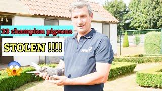 Shocking Pigeon Theft: 33 Prize Birds Stolen, Including Barcelona 2020 Winner!