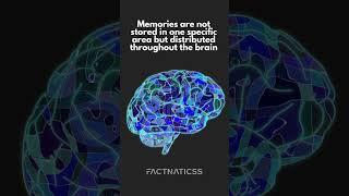 How Much Energy Does Your Brain Consume? Unveiling Brain Facts