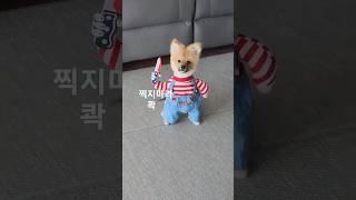 찍지 마라 콱!#찍지마라 장군이#냥냥사랑#스타킹