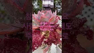 사랑이네카페 다육이 구경오세요 다육이와 함께 하고픈 예쁜상치