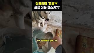 짐캐리의 넝담ㅋ 표정 짓는 허스키??