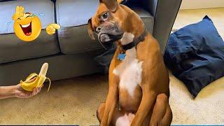 You Can't Stop Laughing At These Funny Dogs  NEW Funny Dog Videos 2025