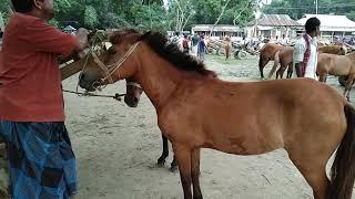 Bipul Agro BD | Dauble Red Rasing Horse village market from comilla Hat Bangladesh 2022