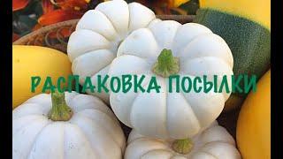 Экзотические сорта тыквы. Сквош-тыквы