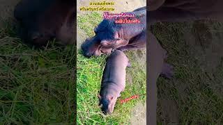 “HIPPOPOTAMUS”  (น้องหอมแดงแม่ฮปโปเกศริน) #shorts #hippopotamus #sisaket #thailand