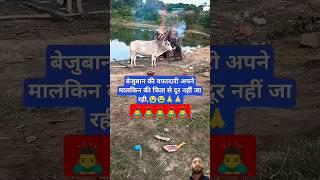 अंतिम संस्कार में भी साथ रही गौ माता लास्ट में क्या हुआ देखें #shorts #shortsviral #vrindavan