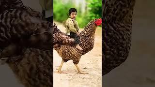 Cute Baby Riding over Hen #henlover #baby #hen