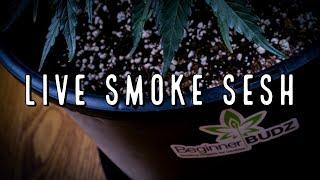 LIVE Smoke Sesh with Beginner BUDZ