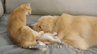 主人把小奶猫交给大金毛，狗狗不情不愿却把猫咪宠成宝，笑喷了！