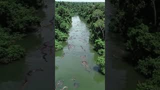 Giant Anacondas from Helicopter View #aiart #anaconda #giantsnake #monstersnake #jungle #river