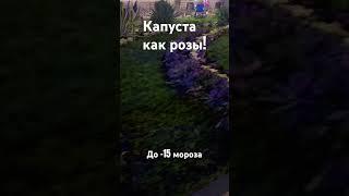 Фиолетовые розы зимой?! #ландшафтныйдизайн #дизайн #клумбы